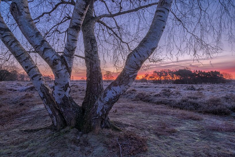 Lever de soleil sur la lande par Moetwil en van Dijk - Fotografie