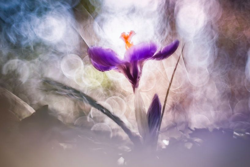 Magic Crocus van Bob Daalder