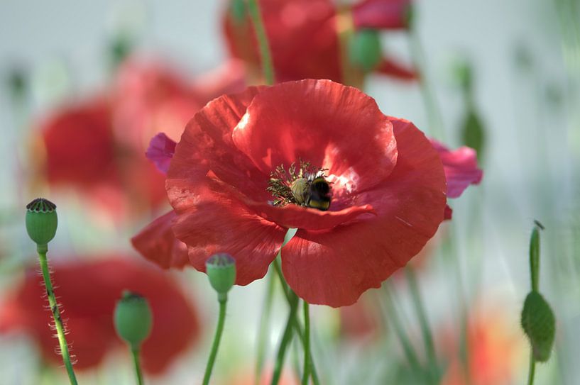 Œuvre d'art de coquelicots par Tanja Riedel