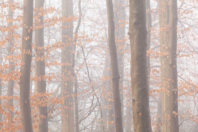 Des arbres dans le brouillard par Thijs Friederich