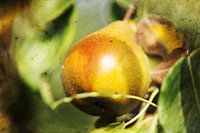 Vintage picture of Gieser Wildeman pear in warm autumn colours