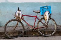Fish on bikes.