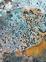 Les lichens comme carte