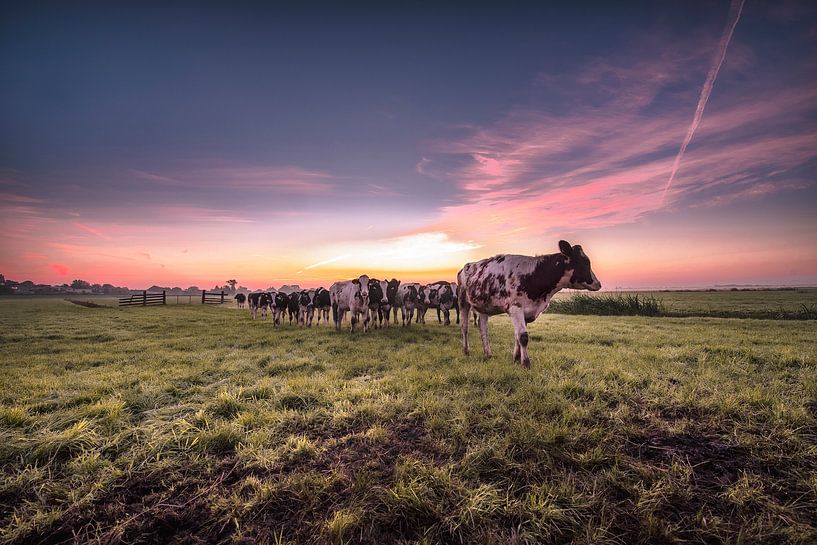 Cows in a row van Marc Hollenberg