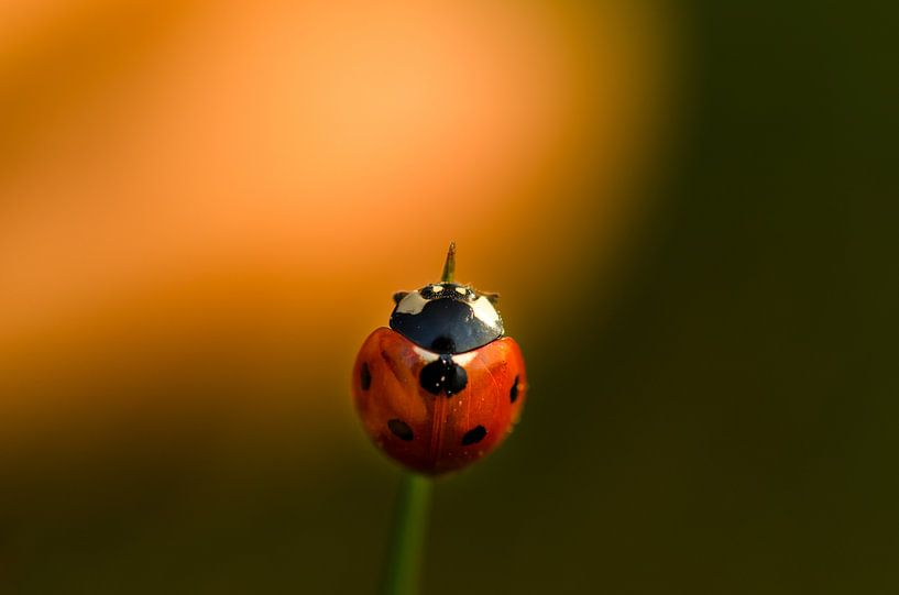 Stop staring by Igwe Aneke