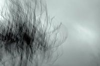 soft tangle of branches