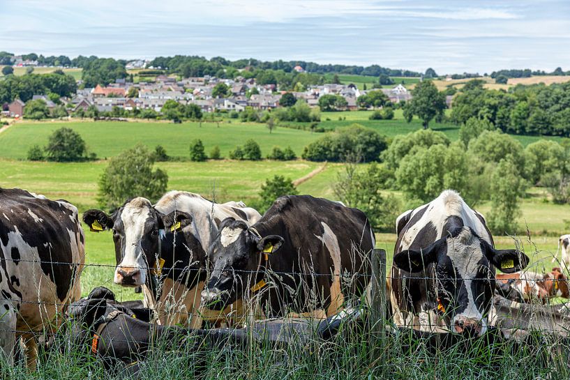 Vaches curieuses dans le sud du Limbourg par John Kreukniet