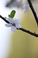 Bloesem, knop