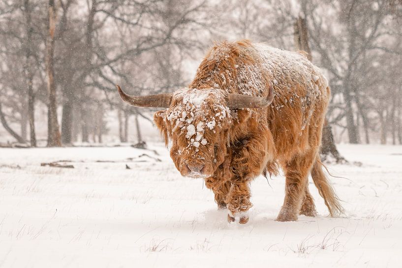 Schottischer Highlander im Schnee. von Albert Beukhof
