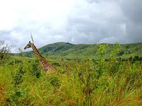 Giraffe in Südafrika