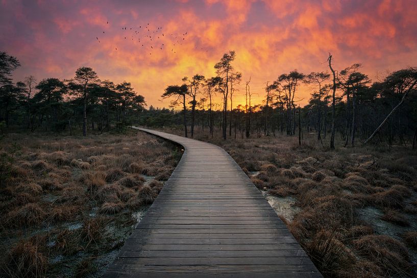 Vlonderpad Twickel von Martin Podt