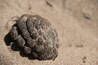 Pine cone in the sand