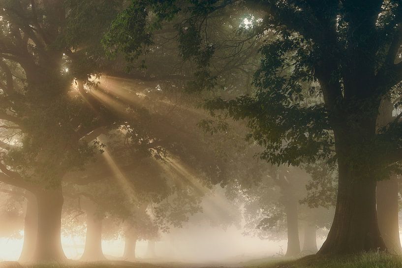 Suivre La Lumiere by Ellen Borggreve