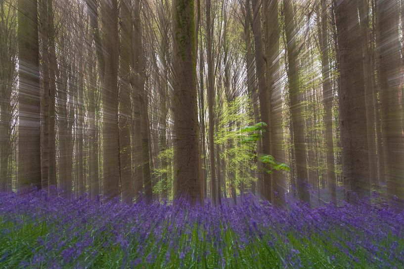 Künstlerische Interpretation des Waldhyazinthenfestes Hallerbos, Belgien von Daan Duvillier | Dsquared Photography