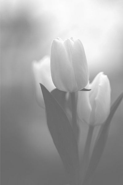 Tulipe en noir et blanc par Fotos by Angelique