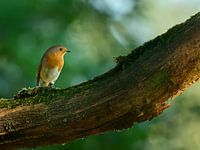 A European Robin Lit by a Spot of Dappled Light