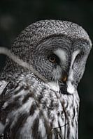 Lappeneule in Schwedens Natur