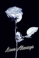 Love Always Zilverkleurige Roos - Silver Rose