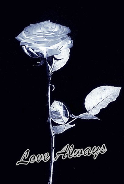 Love Always Zilverkleurige Roos - Silver Rose von Esther Kamminga