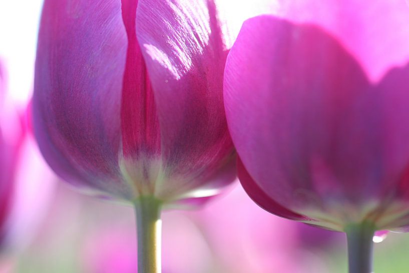 Roze tulpen detail von Willy Sybesma