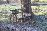 Bicycle, old oak tree
