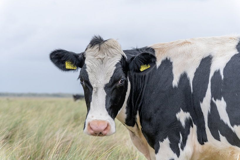 Terschelling Boschplaat nature grazers cows by Yvonne van Driel