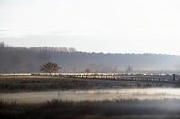 Brouillard d'hiver pendant le coucher du soleil dans le Braakman (1b)