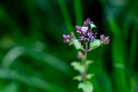 Macro photography: green beetle animal on purple flower