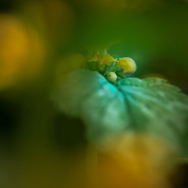 Mysterious Lamium III by Paul de Vos