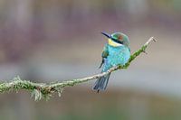 Bienenfresser am Stock