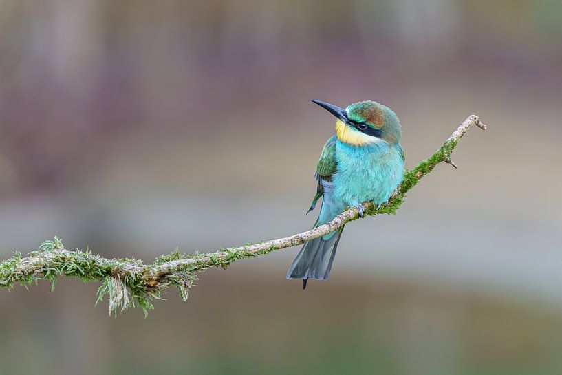 Bienenfresser am Stock von Marissa Deckers
