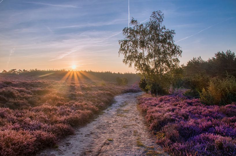 Goodmorning sunshine by Sander Rozemuller