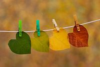 Kleurrijke herfstbladeren aan de waslijn