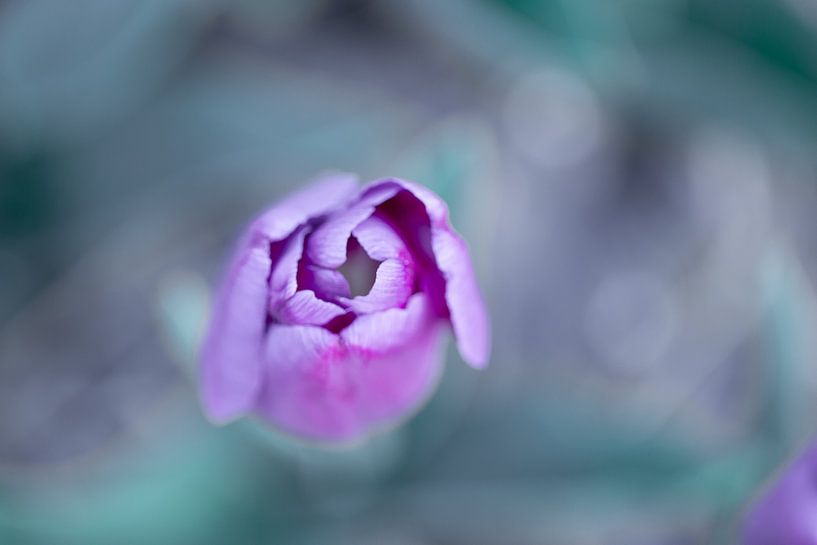 Paars roze tulp van boven gezien van Marcel van den Bos