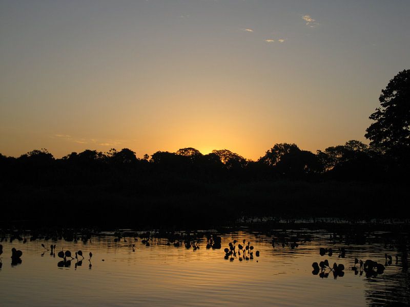 Pantanal Brazilië  von Bart Muller