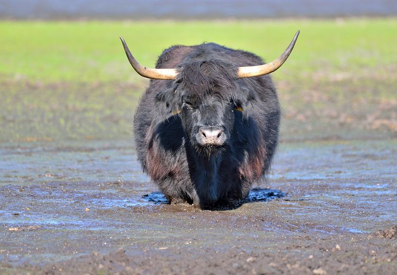 hooglander in de modder van Petra De Jonge