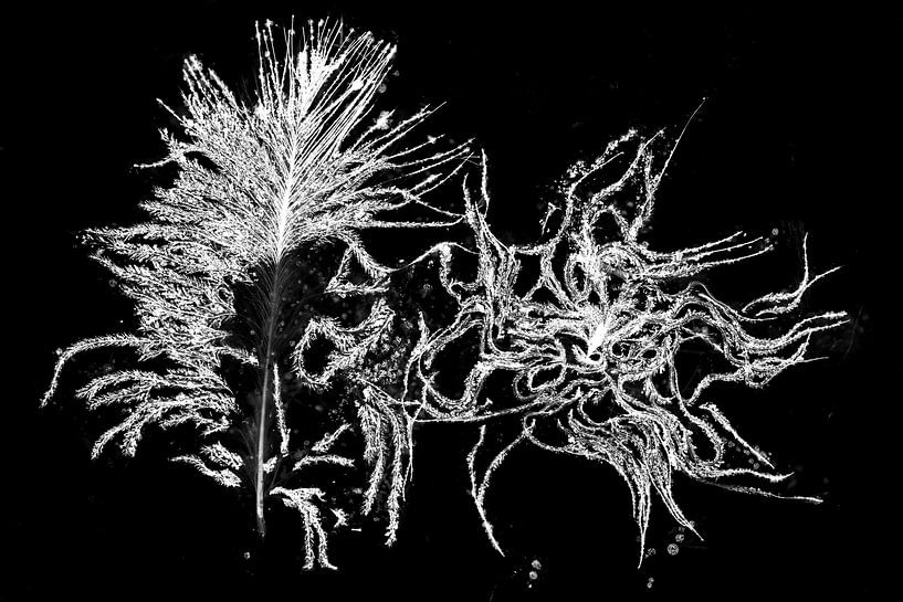 Feather of a bird with ice by AGAMI Photo Agency