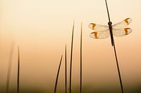 Gebanderte heidelibelle