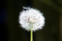 Paardenbloem / Flower