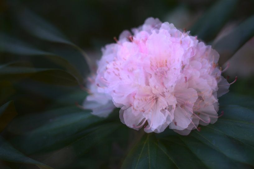 Magnolie, Mehrfachbelichtung von Steffi Hommel