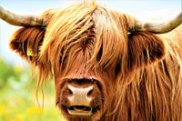 Nahaufnahme eines schottischen Highlander