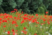 Champ de coquelicots