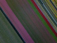 Bloemvelden vanuit de lucht