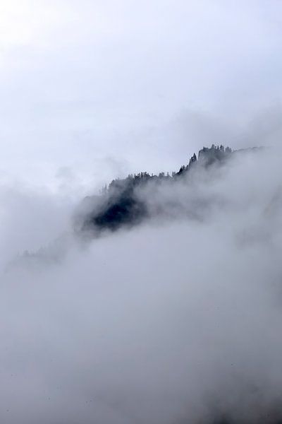 Fairy tale forest by Thomas Jäger