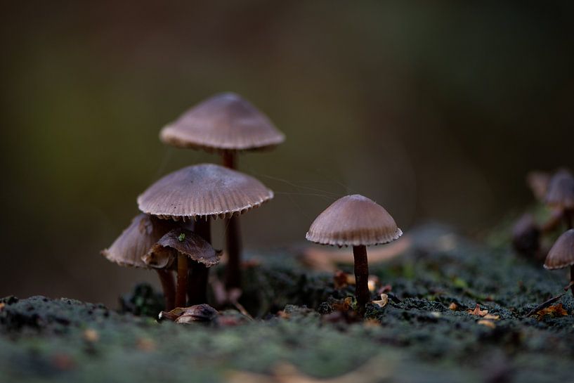 Pilz Familie von Ingrid Aanen