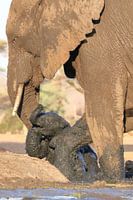Elephant with young