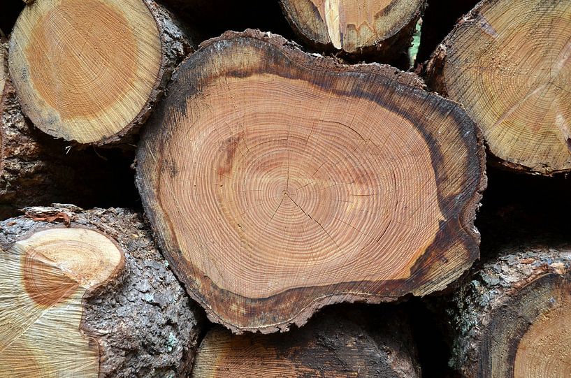 Gesägte Stämme auf einem zu entsorgenden Holzstapel von Gert Bunt