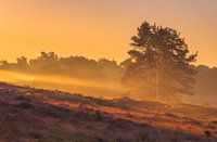 Atmosphärische Moorlandschaft