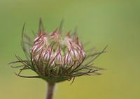 Carotte sauvage II- Daucus carota