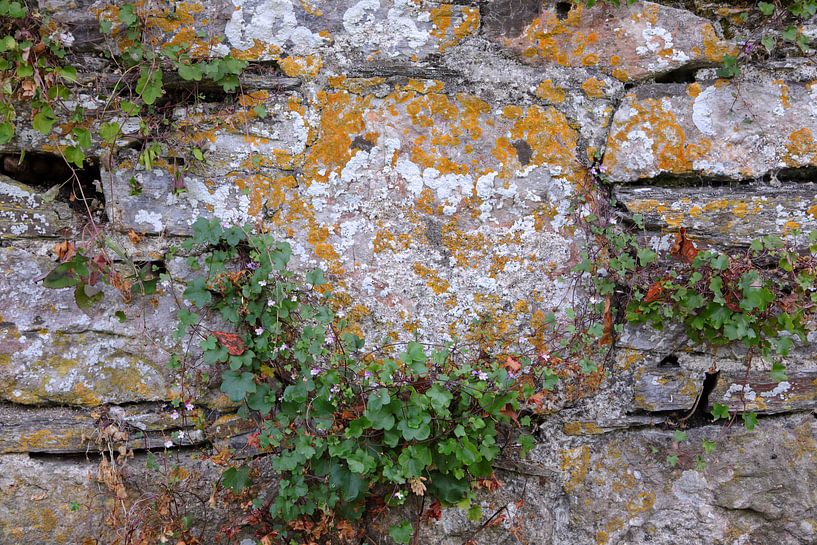 Wallflower by Ralph Jongejan